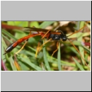 Therion circumflexus - Schlupfwespe w01b 23mm - Sandgrube Niedringhaussse det06.jpg